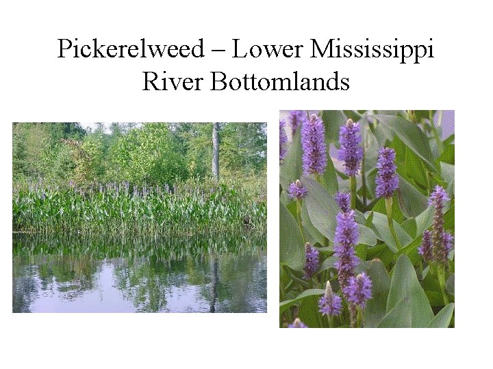 Pickerelweed – Lower Mississippi River Bottomlands 