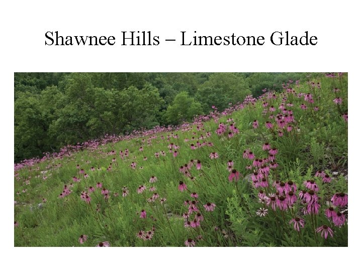 Shawnee Hills – Limestone Glade 