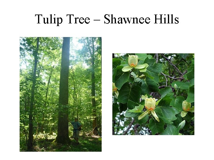 Tulip Tree – Shawnee Hills 