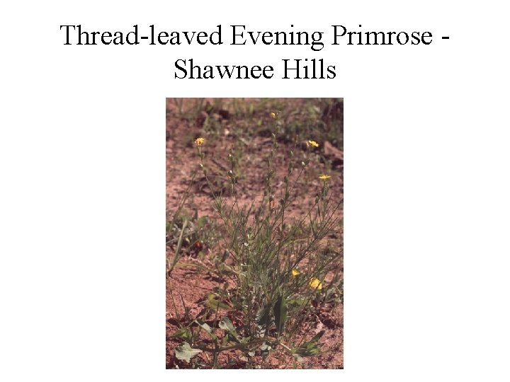 Thread-leaved Evening Primrose Shawnee Hills 