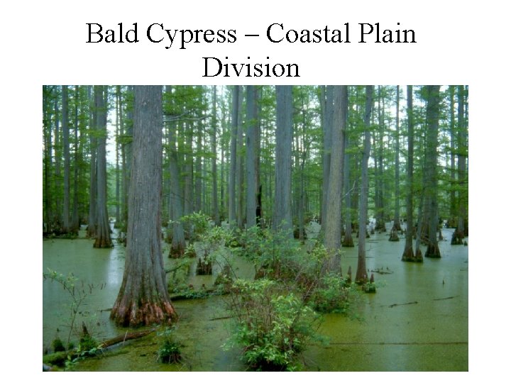 Bald Cypress – Coastal Plain Division 
