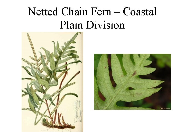 Netted Chain Fern – Coastal Plain Division 