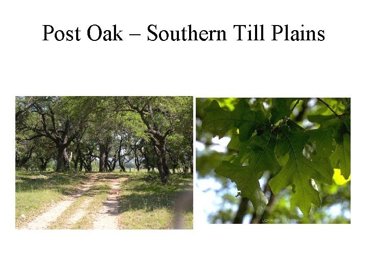 Post Oak – Southern Till Plains 