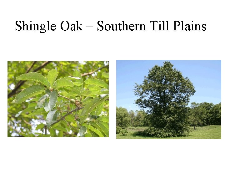 Shingle Oak – Southern Till Plains 