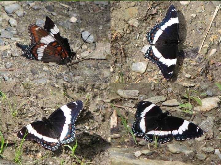 Le papillon Amiral blanc est l’insecte emblème du Québec. 