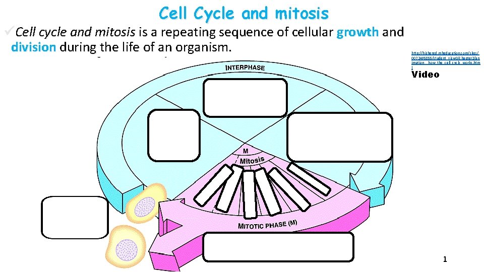 Cell Cycle and mitosis üCell cycle and mitosis is a repeating sequence of cellular
