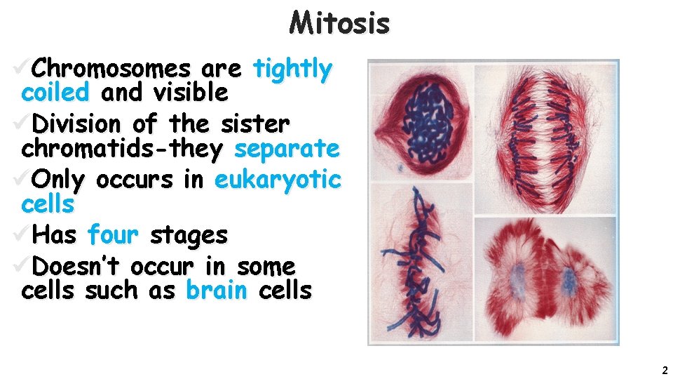 Mitosis üChromosomes are tightly coiled and visible üDivision of the sister chromatids-they separate üOnly