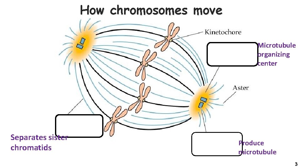 How chromosomes move Microtubule organizing center Spindle fiber Separates sister chromatids Produce microtubule 3