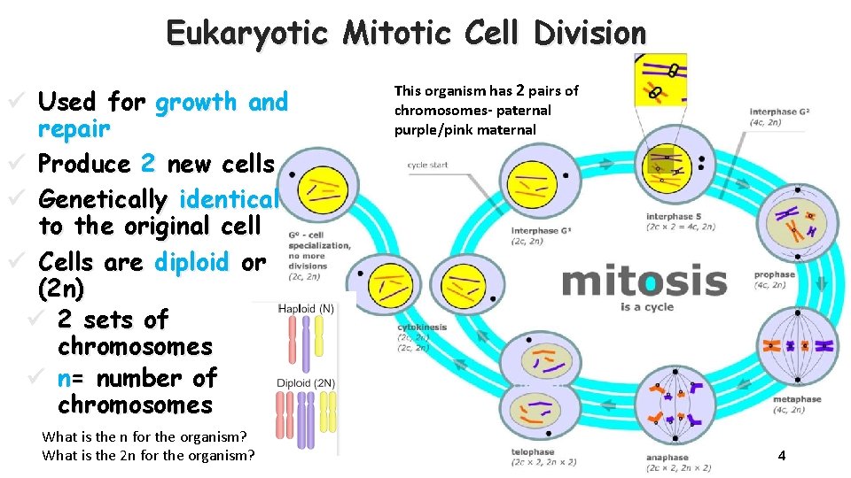 Eukaryotic Mitotic Cell Division ü Used for growth and repair ü Produce 2 new