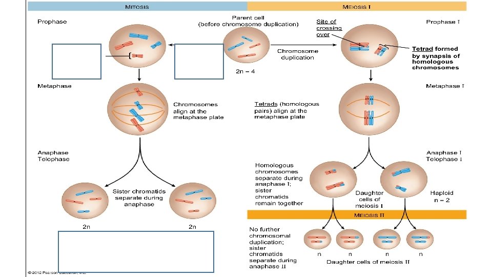 Genetically identical to parent cell 