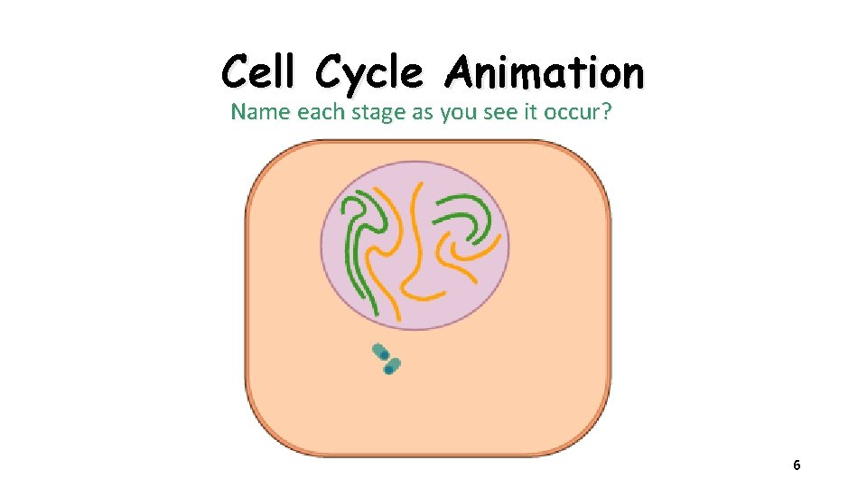 Cell Cycle Animation Name each stage as you see it occur? 6 