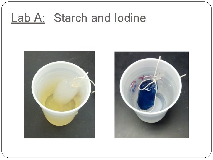 Lab A: Starch and Iodine 