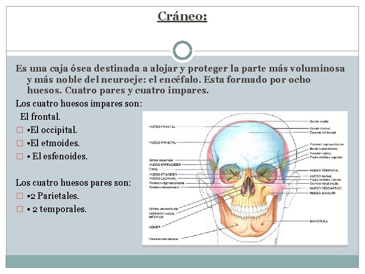Cráneo: Es una caja ósea destinada a alojar y proteger la parte más voluminosa Cráneo: Es una caja ósea destinada a alojar y proteger la parte más voluminosa