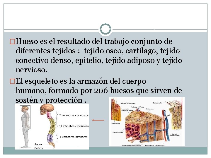 �Hueso es el resultado del trabajo conjunto de diferentes tejidos : tejido oseo, cartilago, �Hueso es el resultado del trabajo conjunto de diferentes tejidos : tejido oseo, cartilago,