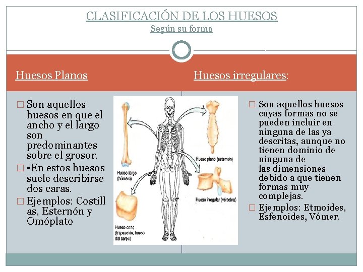 CLASIFICACIÓN DE LOS HUESOS Según su forma Huesos Planos � Son aquellos huesos en CLASIFICACIÓN DE LOS HUESOS Según su forma Huesos Planos � Son aquellos huesos en