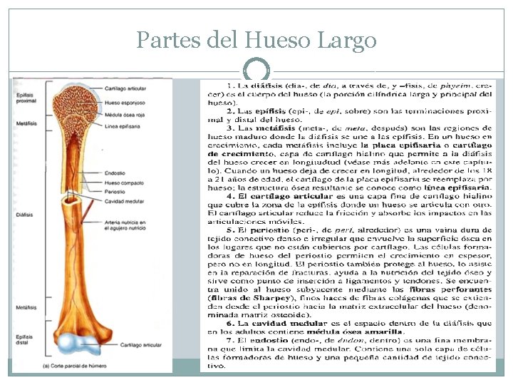 Partes del Hueso Largo Partes del Hueso Largo