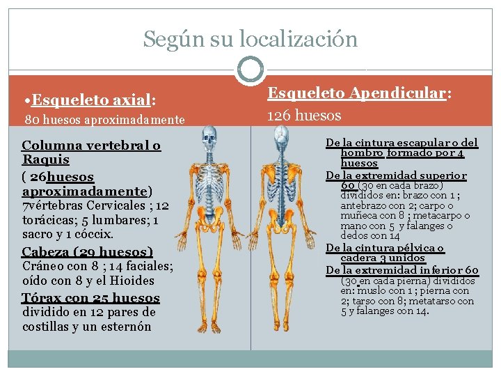 Según su localización • Esqueleto axial: 80 huesos aproximadamente Columna vertebral o Raquis ( Según su localización • Esqueleto axial: 80 huesos aproximadamente Columna vertebral o Raquis (