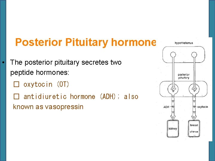 Posterior Pituitary hormones • The posterior pituitary secretes two peptide hormones: � oxytocin (OT)