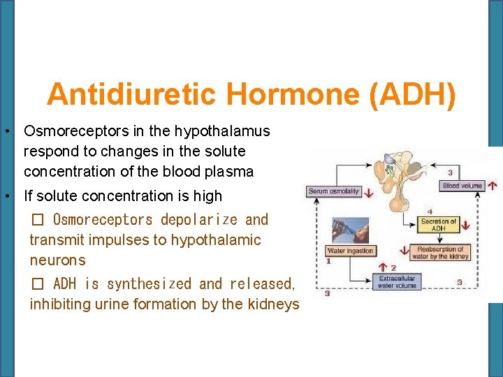 Antidiuretic Hormone (ADH) • Osmoreceptors in the hypothalamus respond to changes in the solute