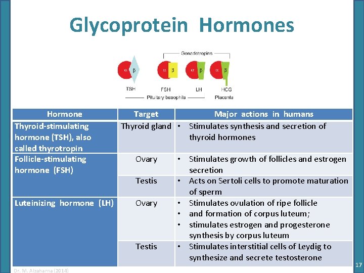 Glycoprotein Hormones Hormone Thyroid-stimulating hormone (TSH), also called thyrotropin Follicle-stimulating hormone (FSH) Luteinizing hormone