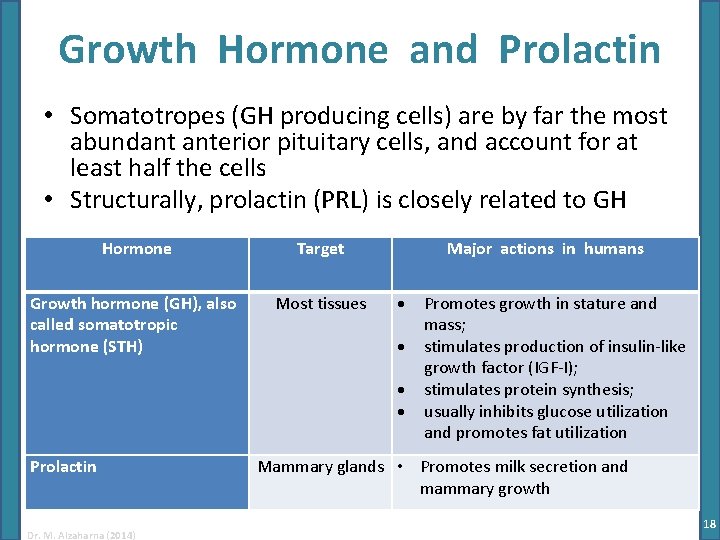 Growth Hormone and Prolactin • Somatotropes (GH producing cells) are by far the most