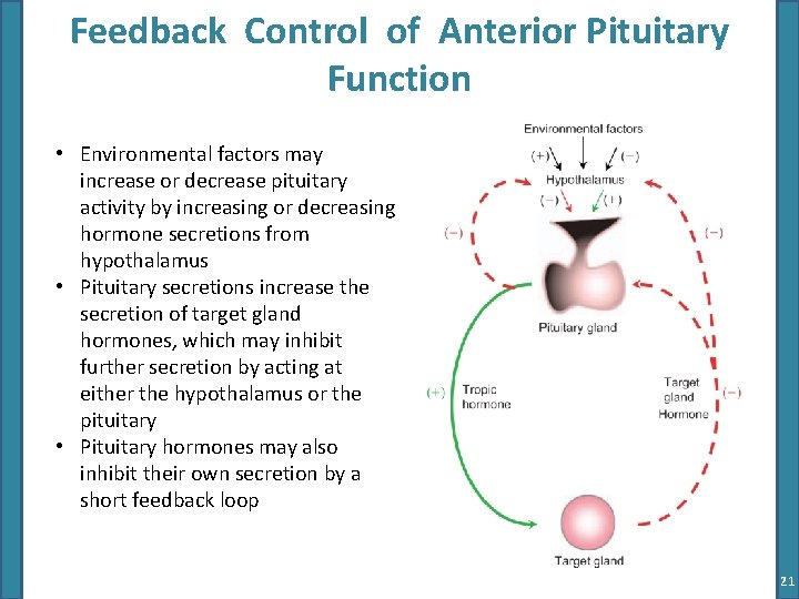 Feedback Control of Anterior Pituitary Function • Environmental factors may increase or decrease pituitary