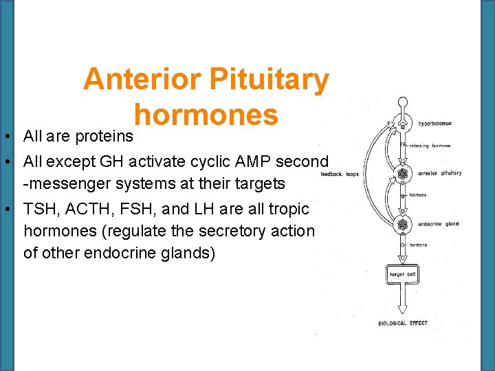 Anterior Pituitary hormones • All are proteins • All except GH activate cyclic AMP