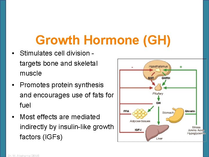 Growth Hormone (GH) • Stimulates cell division targets bone and skeletal muscle • Promotes