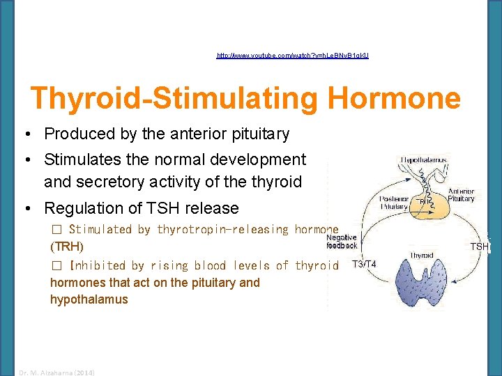 http: //www. youtube. com/watch? v=h. Le. BNy. B 1 q. KU Thyroid-Stimulating Hormone •