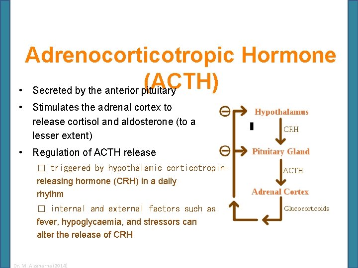 Adrenocorticotropic Hormone (ACTH) • Secreted by the anterior pituitary • Stimulates the adrenal cortex