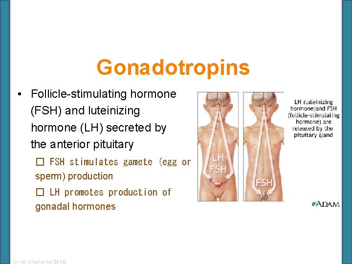 Gonadotropins • Follicle-stimulating hormone (FSH) and luteinizing hormone (LH) secreted by the anterior pituitary