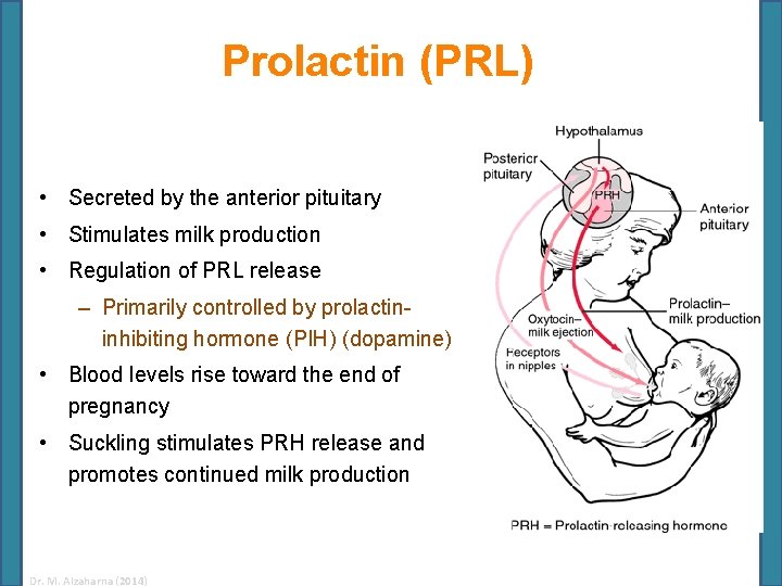 Prolactin (PRL) • Secreted by the anterior pituitary • Stimulates milk production • Regulation
