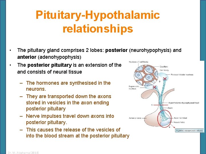 Pituitary-Hypothalamic relationships • The pituitary gland comprises 2 lobes: posterior (neurohypophysis) and anterior (adenohypophysis)