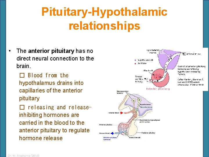 Pituitary-Hypothalamic relationships • The anterior pituitary has no direct neural connection to the brain.