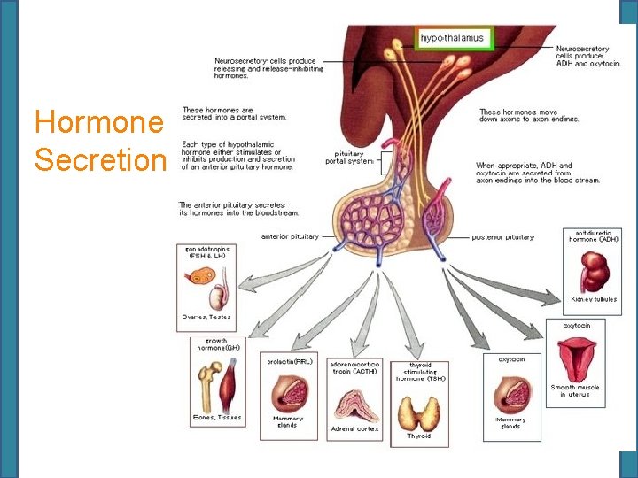 Hormone Secretion 