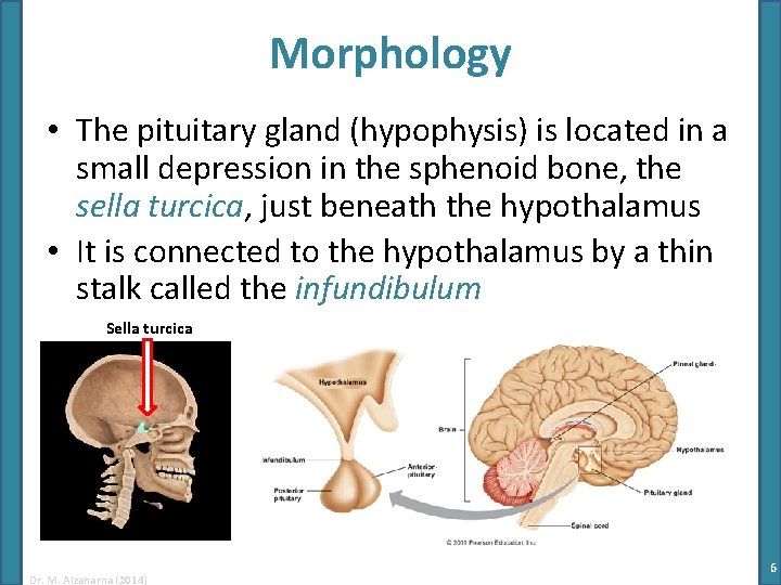 Morphology • The pituitary gland (hypophysis) is located in a small depression in the