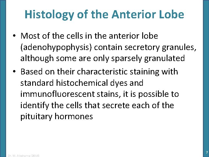 Histology of the Anterior Lobe • Most of the cells in the anterior lobe