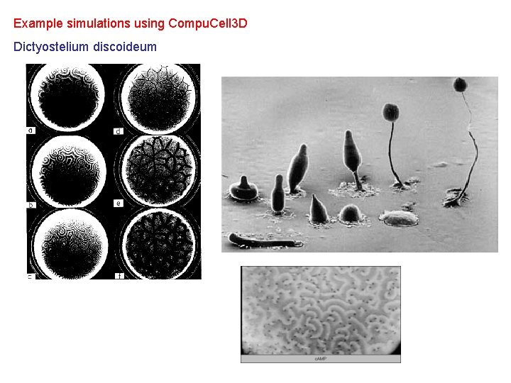 Example simulations using Compu. Cell 3 D Dictyostelium discoideum 