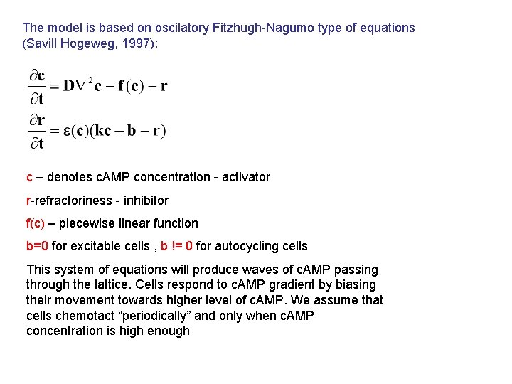 The model is based on oscilatory Fitzhugh-Nagumo type of equations (Savill Hogeweg, 1997): c