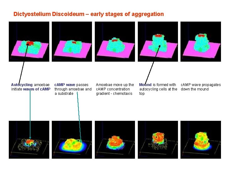 Dictyostelium Discoideum – early stages of aggregation Autocycling amoebae initiate waves of c. AMP