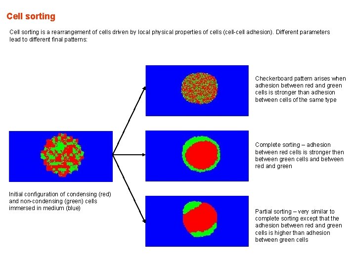 Cell sorting is a rearrangement of cells driven by local physical properties of cells