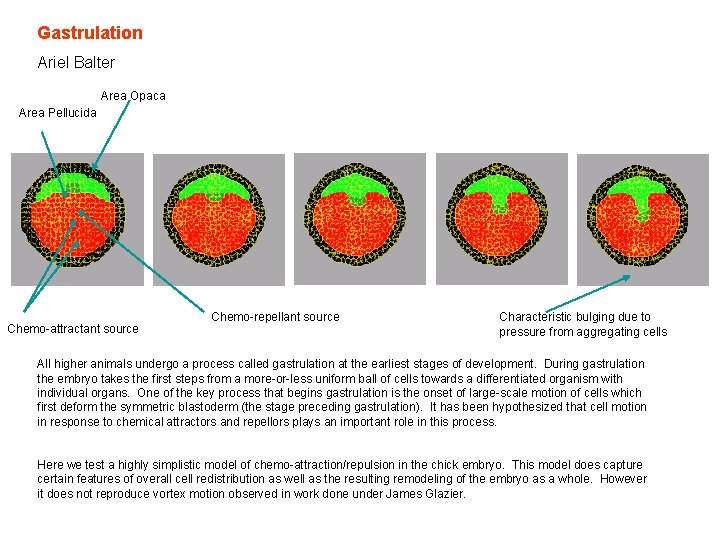 Gastrulation Ariel Balter Area Opaca Area Pellucida Chemo-attractant source Chemo-repellant source Characteristic bulging due