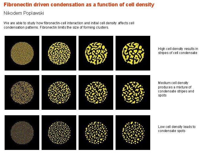 Fibronectin driven condensation as a function of cell density Nikodem Poplawski We are able