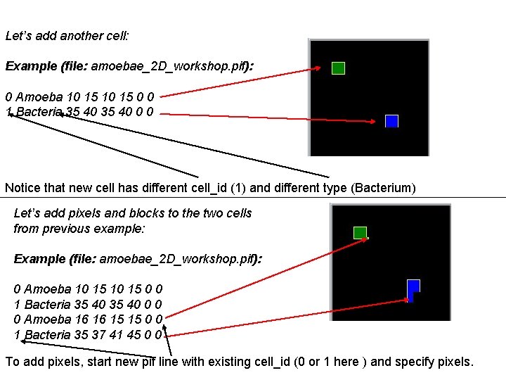 Let’s add another cell: Example (file: amoebae_2 D_workshop. pif): 0 Amoeba 10 15 0