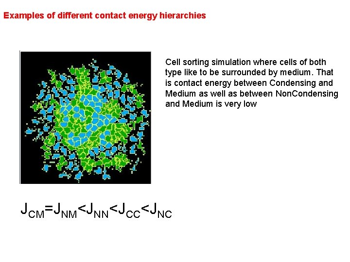 Examples of different contact energy hierarchies Cell sorting simulation where cells of both type