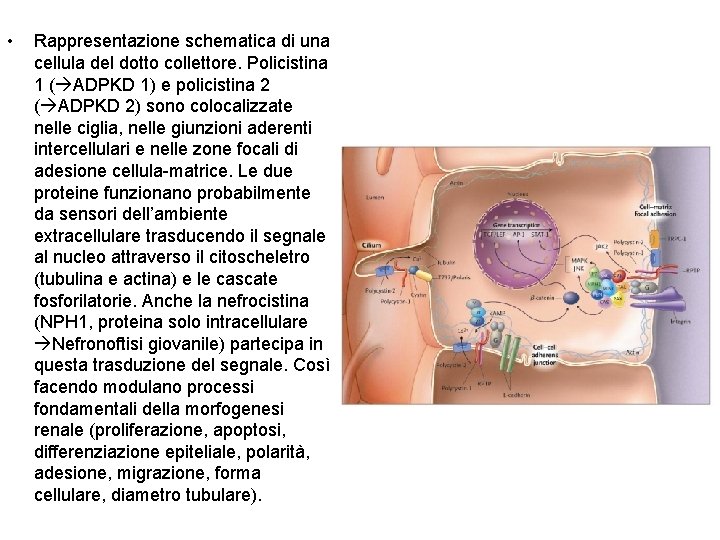  • Rappresentazione schematica di una cellula del dotto collettore. Policistina 1 ( ADPKD