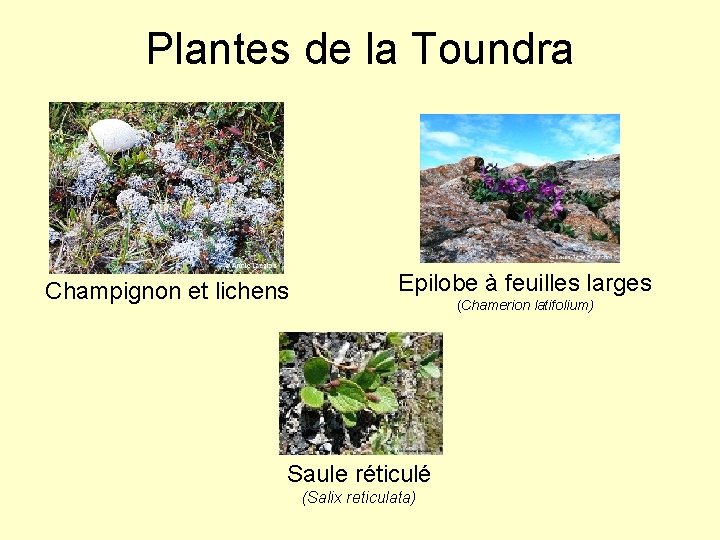 Plantes de la Toundra Champignon et lichens Epilobe à feuilles larges (Chamerion latifolium) Saule