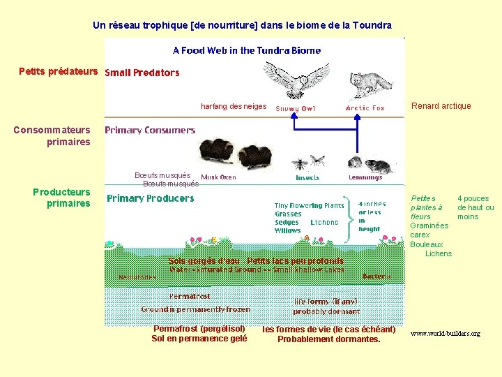 Un réseau trophique [de nourriture] dans le biome de la Toundra Petits prédateurs harfang