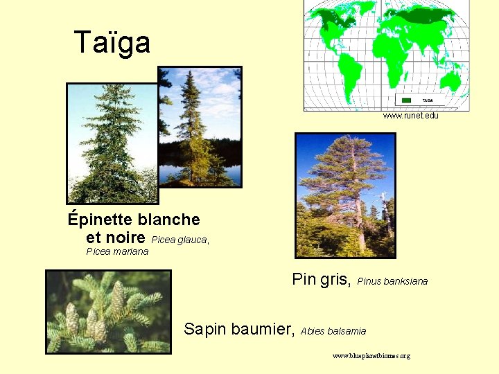 Taïga www. runet. edu Épinette blanche et noire Picea glauca, Picea mariana Pin gris,