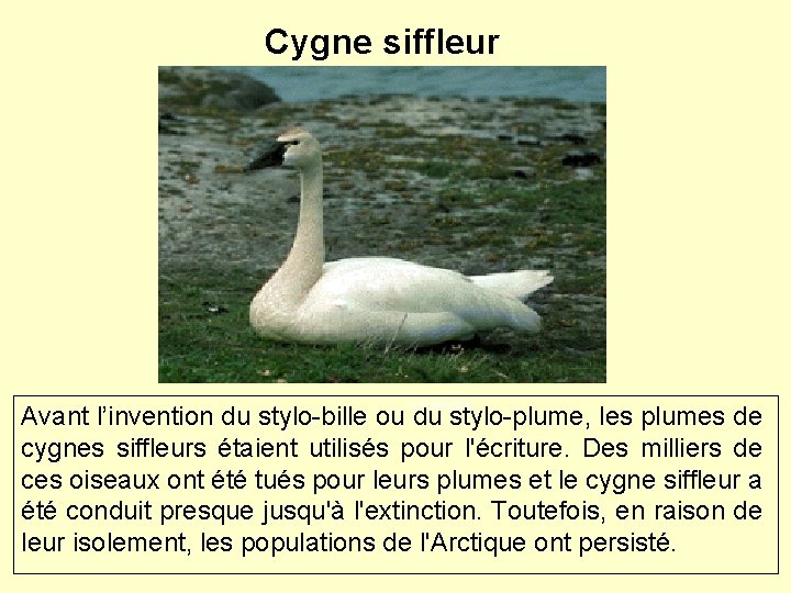 Cygne siffleur arctic. uoguelph. ca Avant l’invention du stylo-bille ou du stylo-plume, les plumes